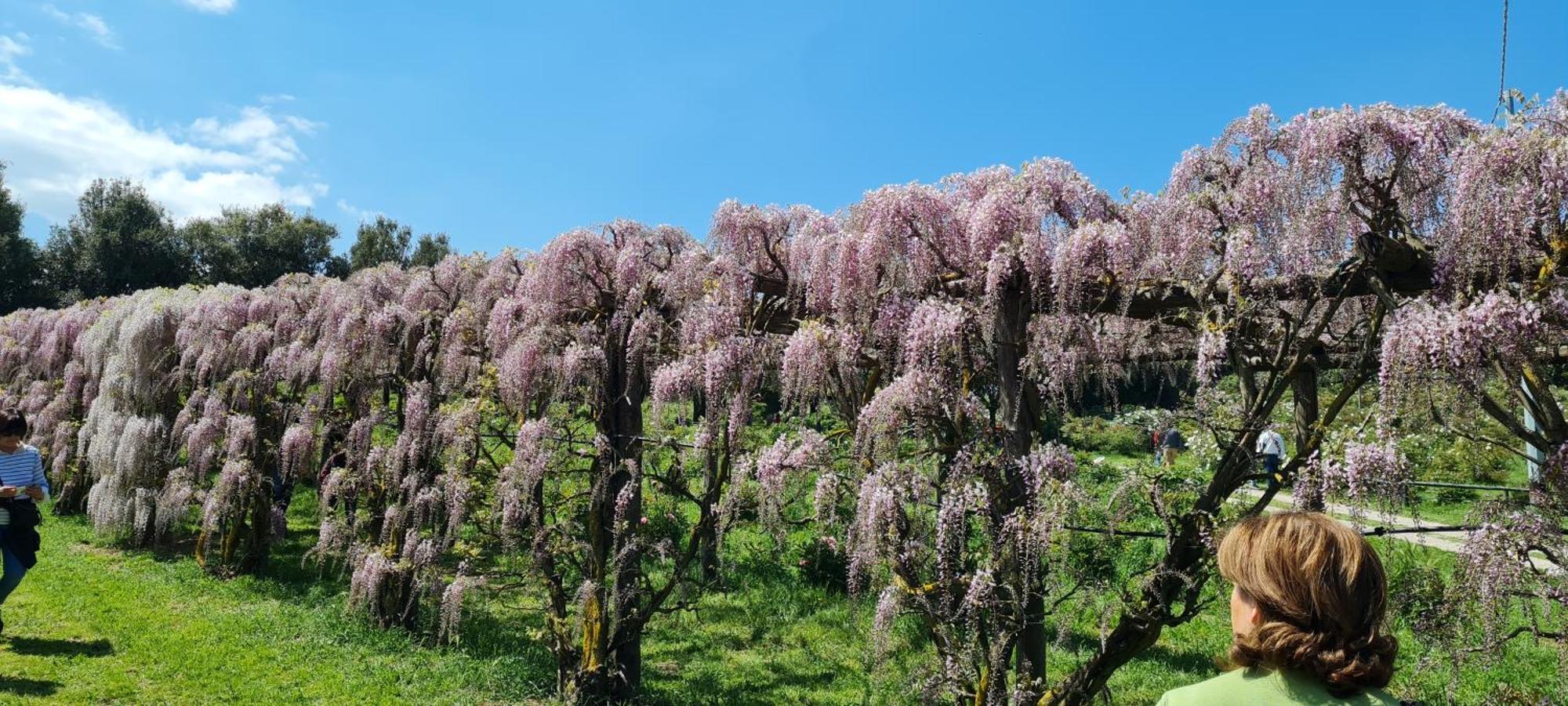 Agriturismo Buonasera Bagnoregio Zewnętrze zdjęcie